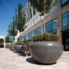 Large plant bolalrds