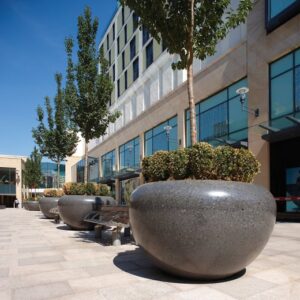 Large plant bolalrds